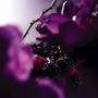 Lancôme Trésor Midnight Rose Eau de Parfum 30ml