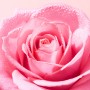 Nuxe Very Rose Água Micelar 200ml
